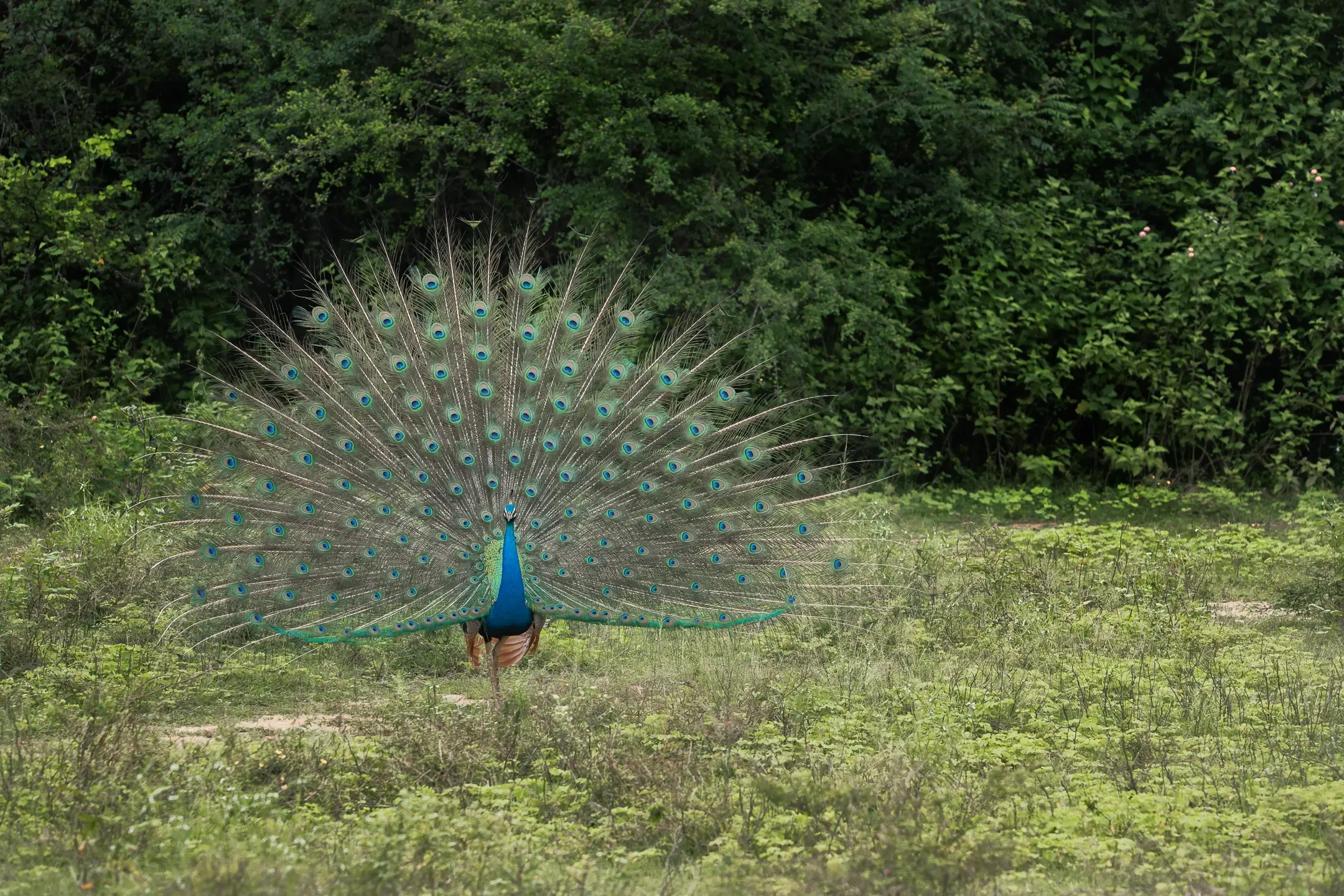 Peacock in the most popular safari destinations in Sri Lanka Udawalawe national Park