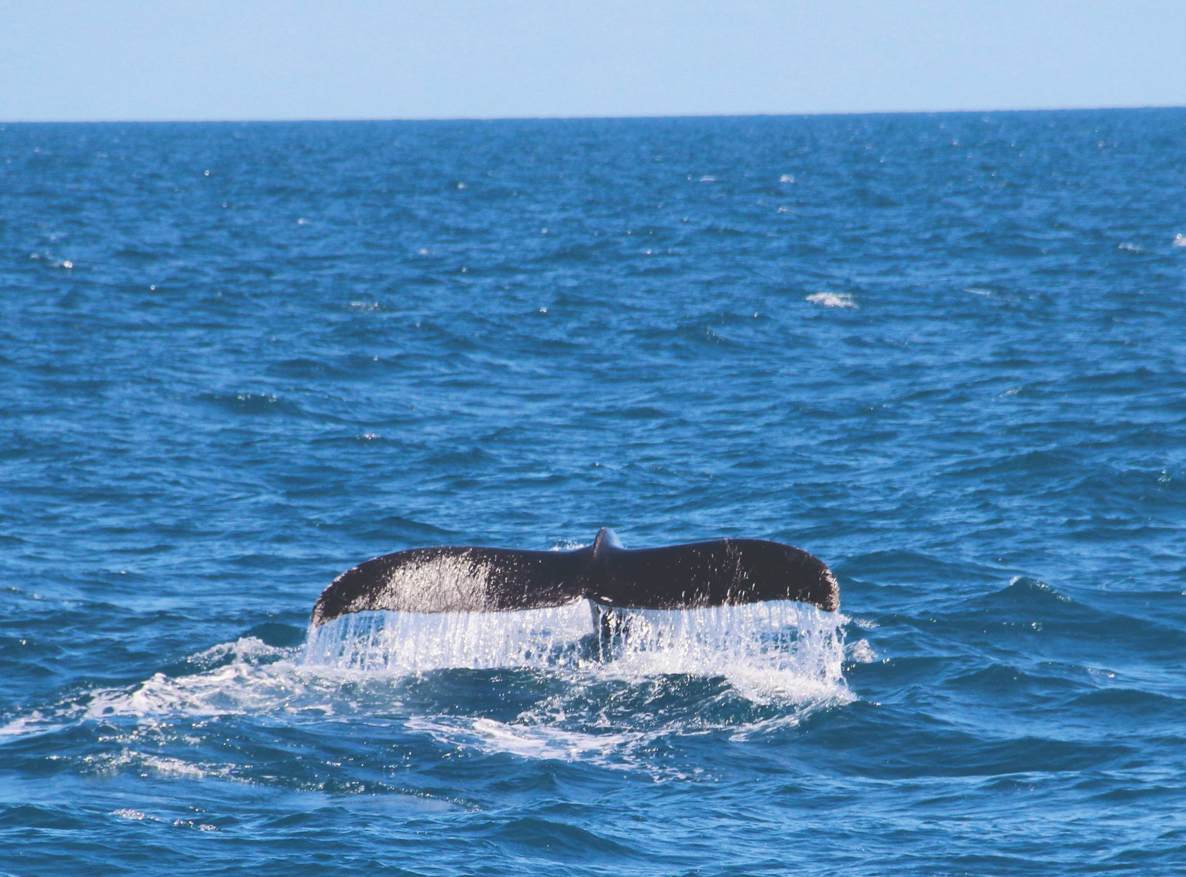 Sri Lanka top whale and dolphin watching destination Mirissa coast (South) for ANI guests