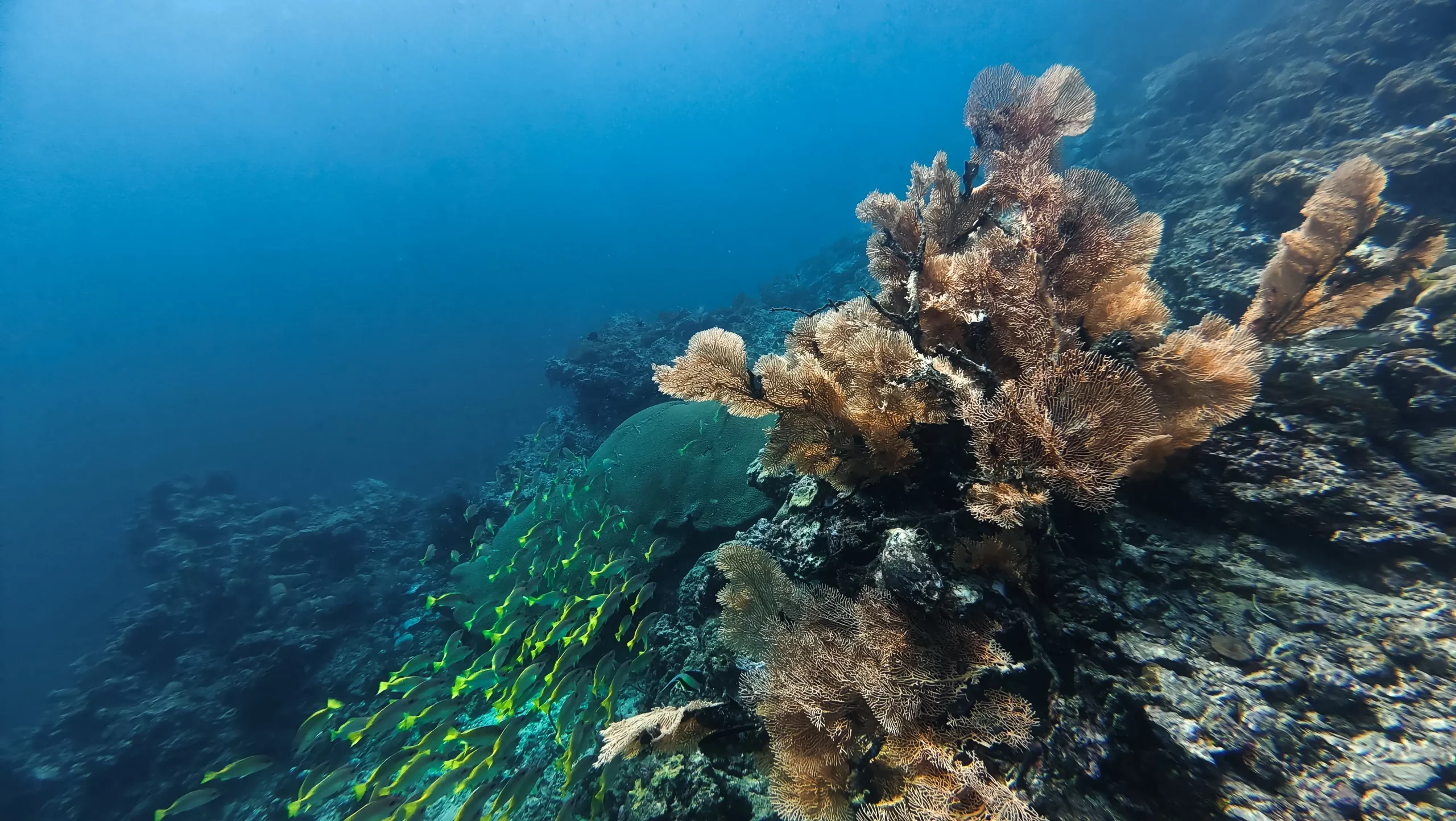 Thailand scuba diving trip, Andaman sea marine life