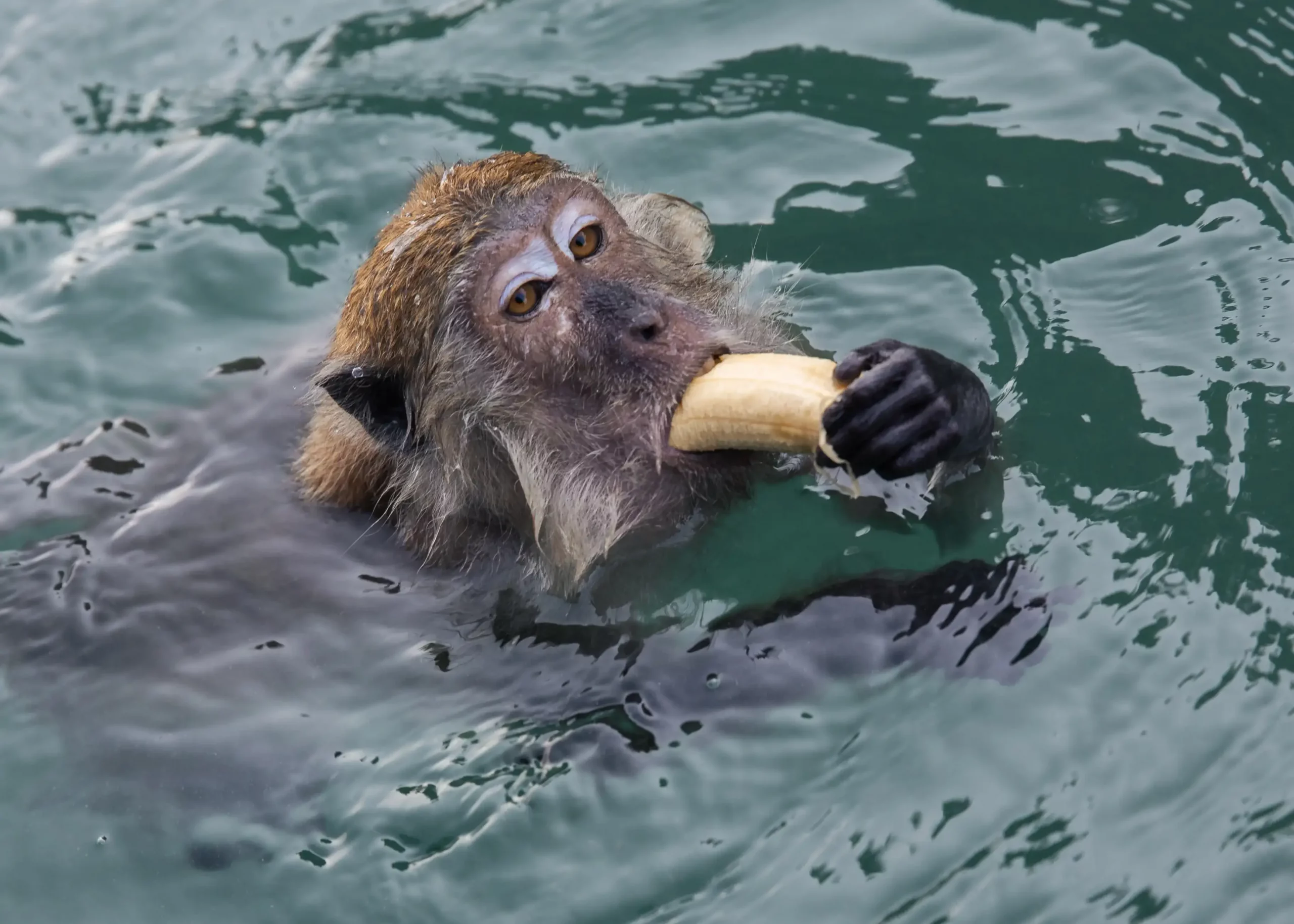 Aerial view of beautiful green lagoon and white sand beach near Koh Hong island Andaman sea at Krabi province, Thailand.