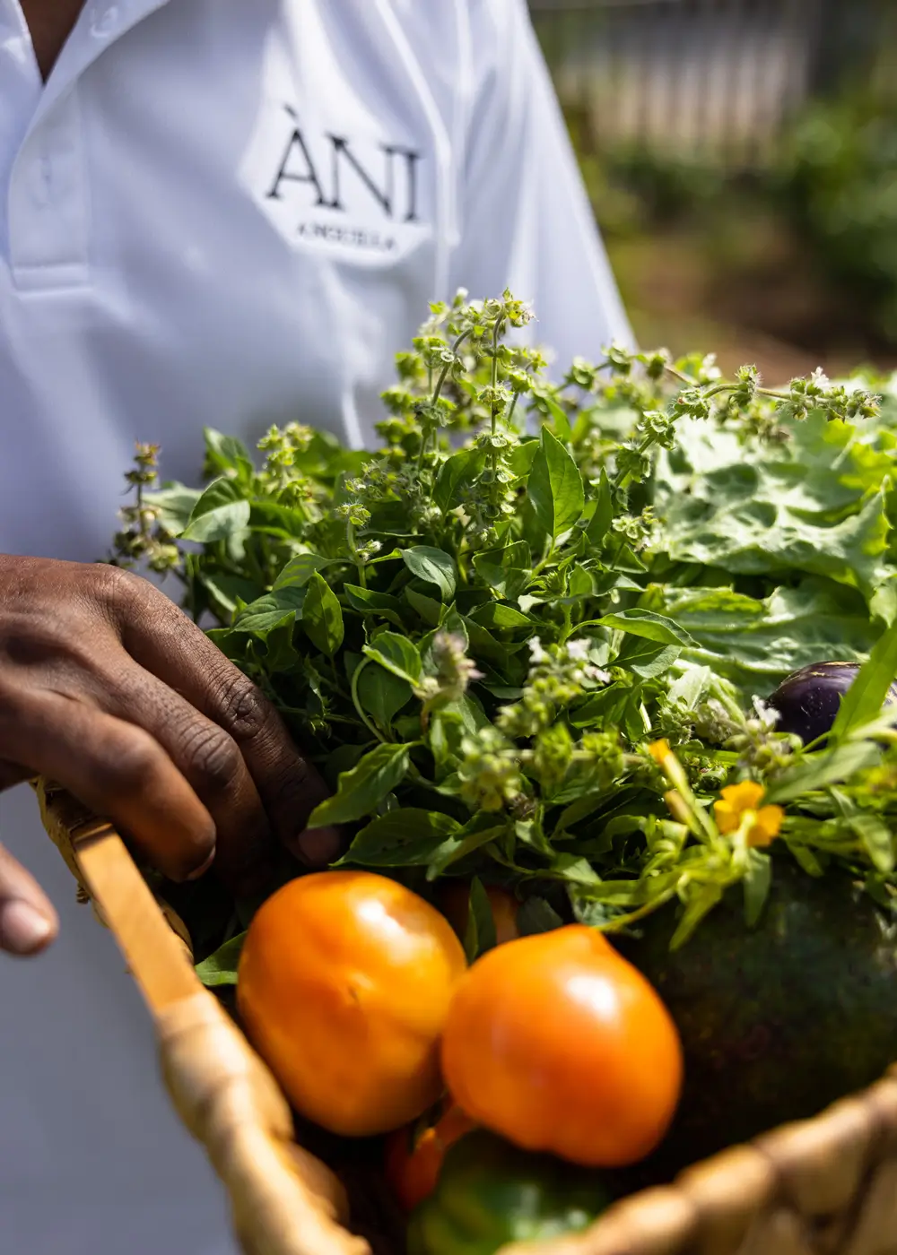 Private trip whale watching excursion at Samana Bay for guests of the luxury ANI Dominican Republic Resort