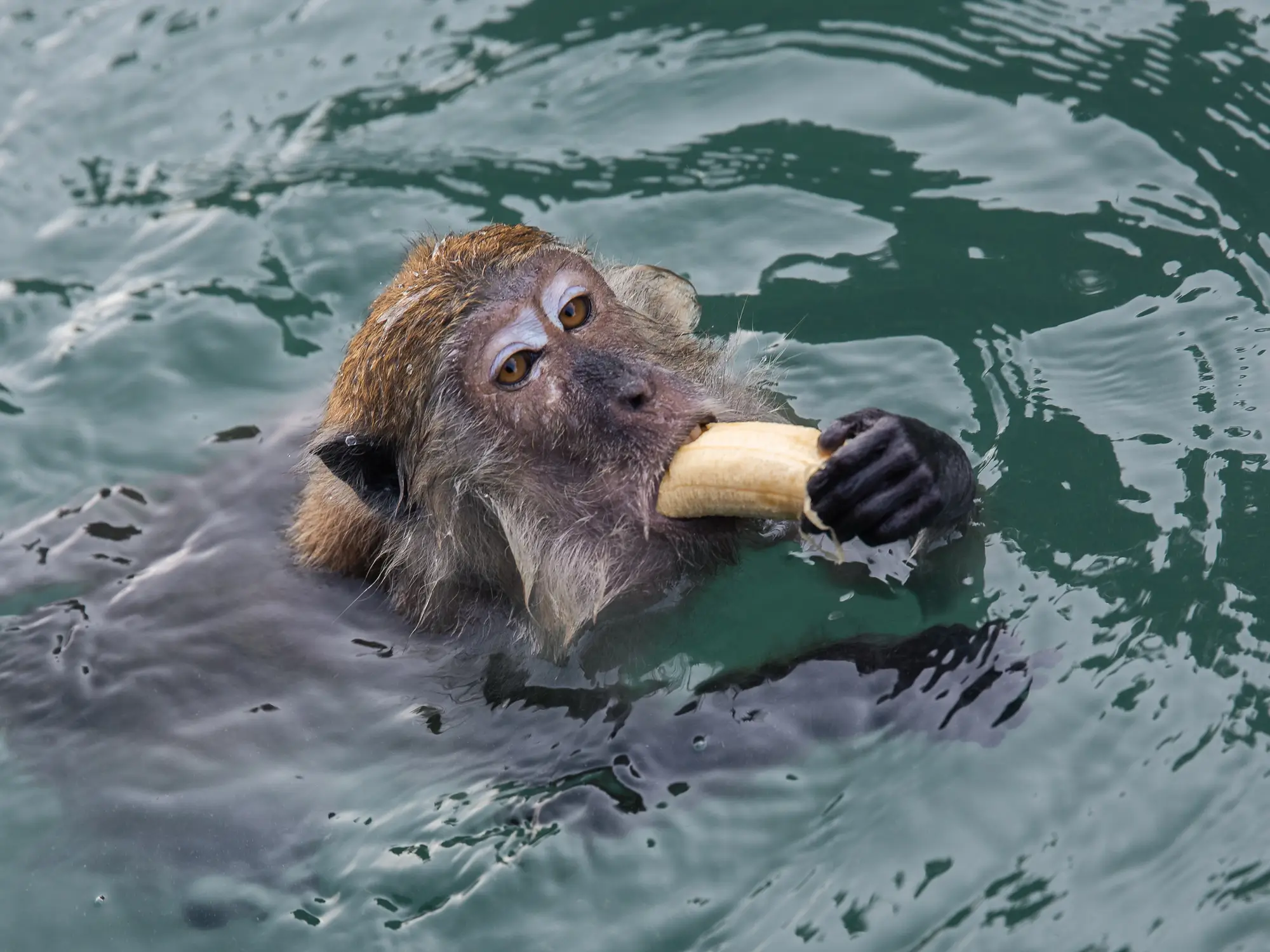 ANI Thailand - Dining - Dishes - Beef with Black ink pasta