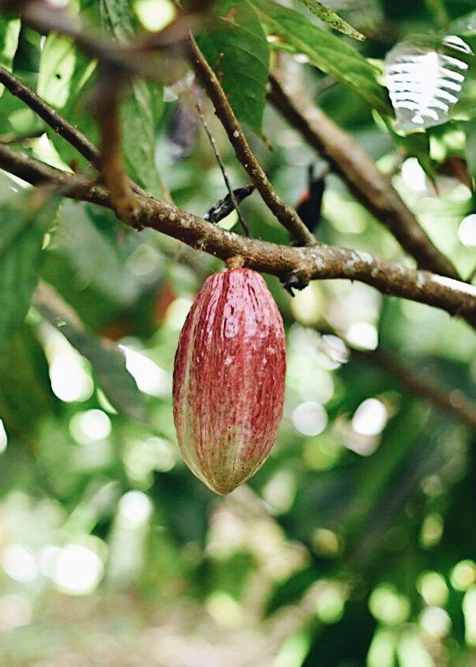 Private ATV tour excursion through the Dominican Republic countryside