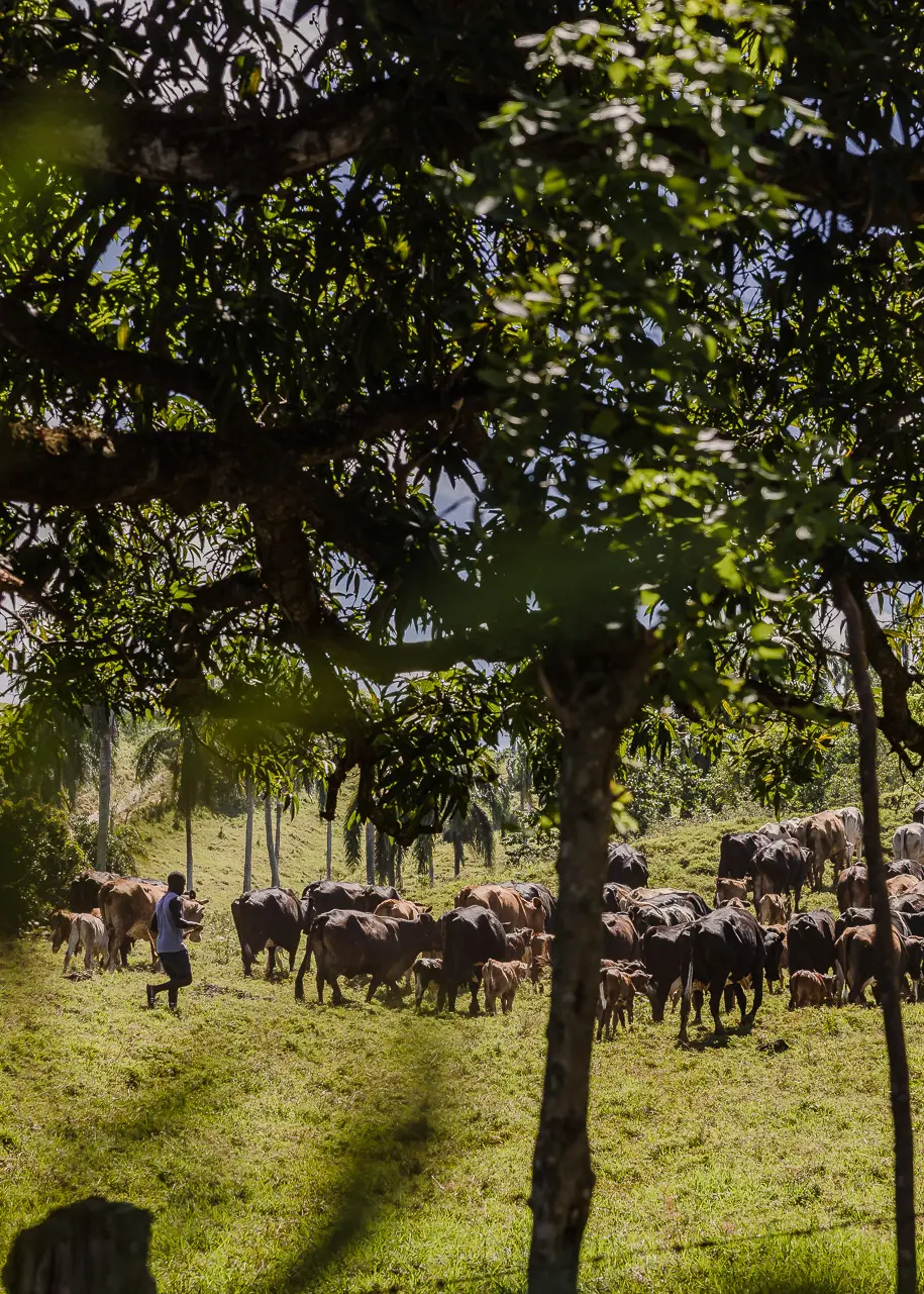 Private ATV tour excursion through the Dominican Republic countryside