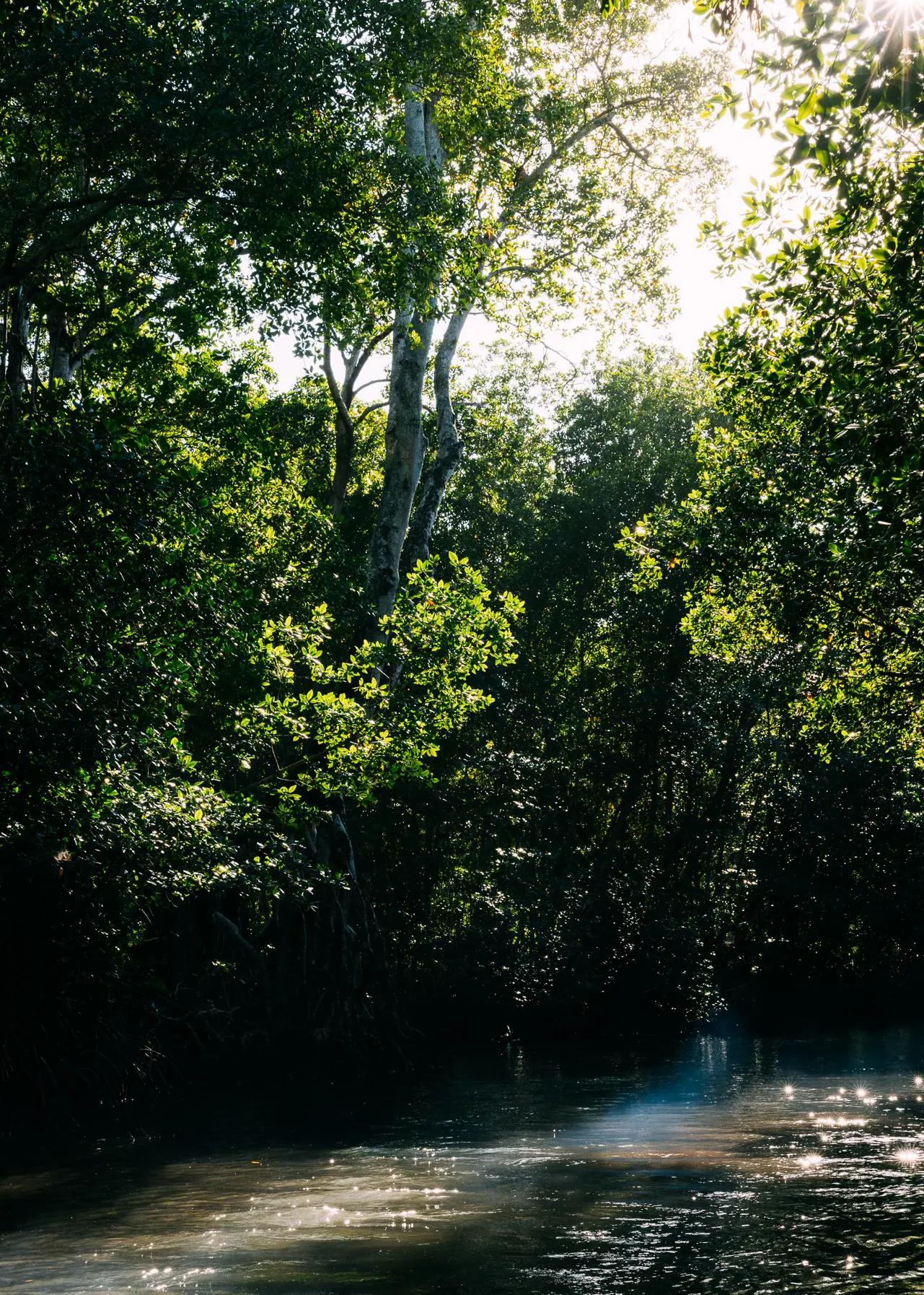 ANI Dominican Republic - Guest Privileges - Beach BBQ Swim