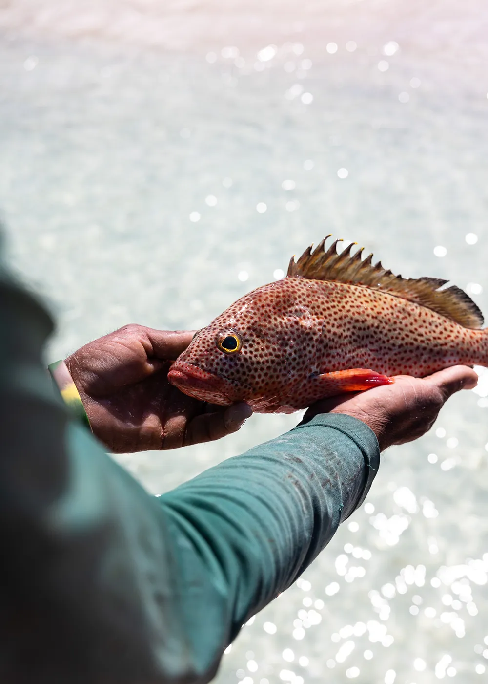 ANI Dominican Republic - Guest Privileges - Beach BBQ Swim