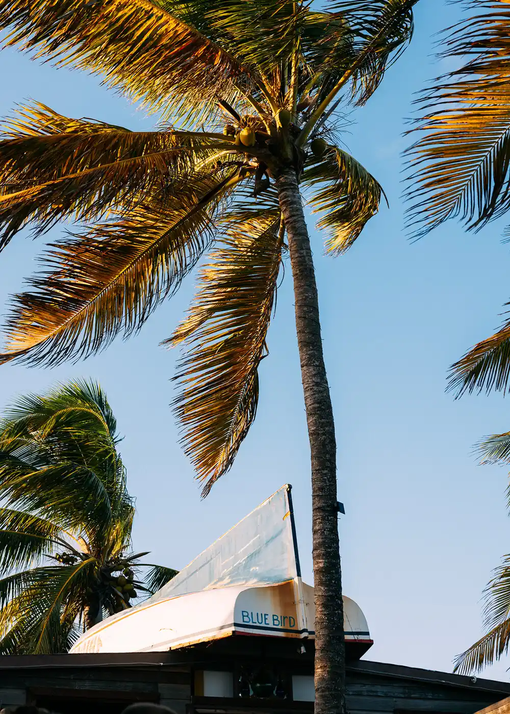 Private ATV tour excursion through the Dominican Republic countryside