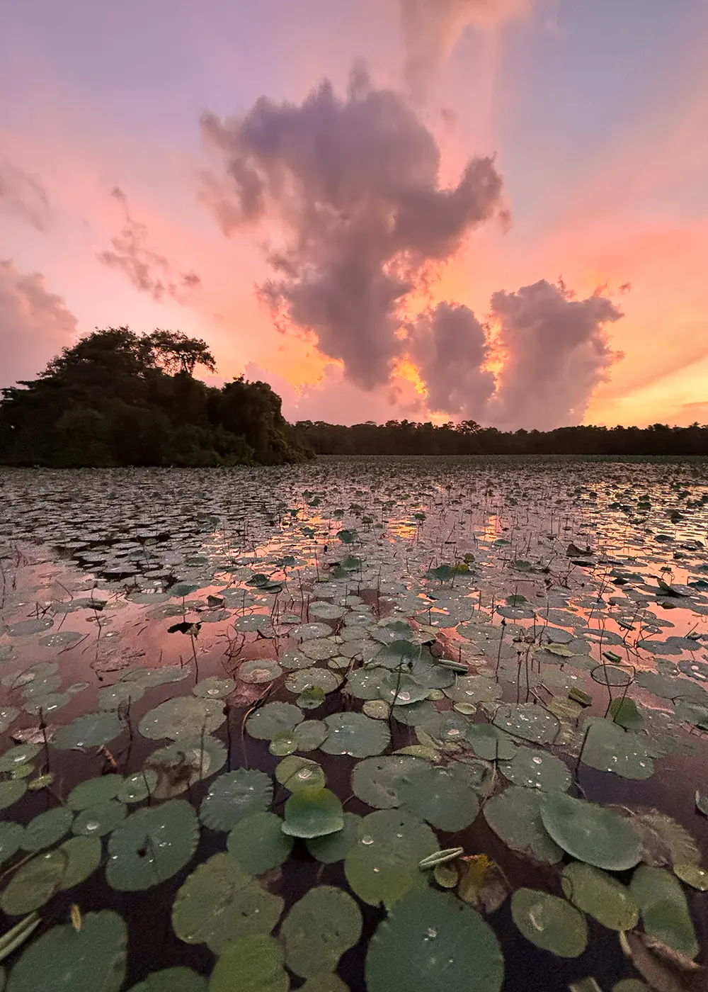 ANI Sri Lanka - Wellness - Guest Privileges - Ayuverada Treatment