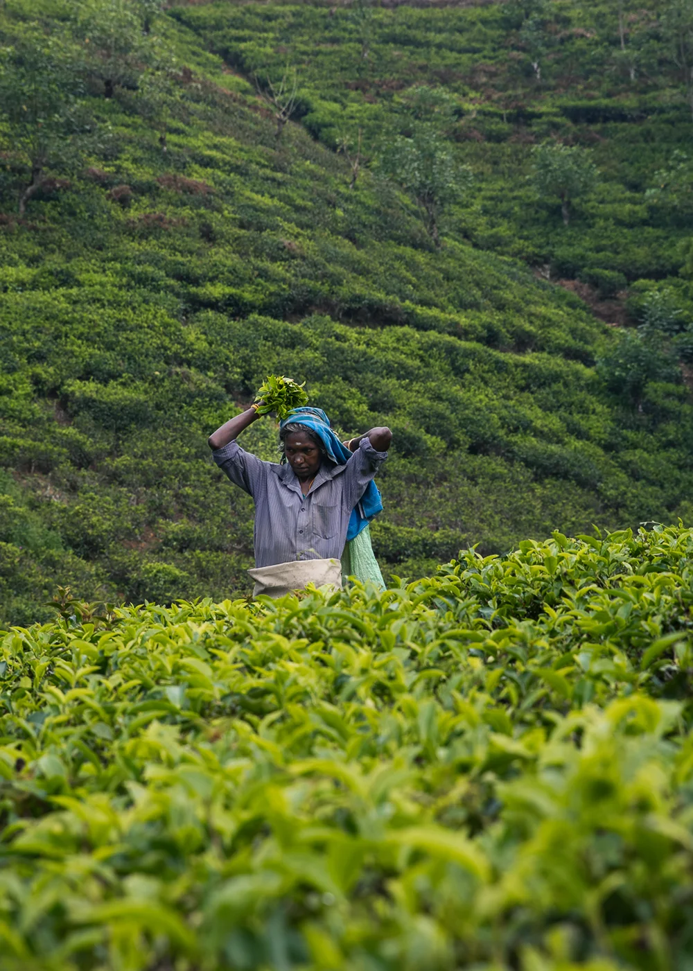 ANI Sri Lanka - Wellness - Guest Privileges - Ayuverada Treatment