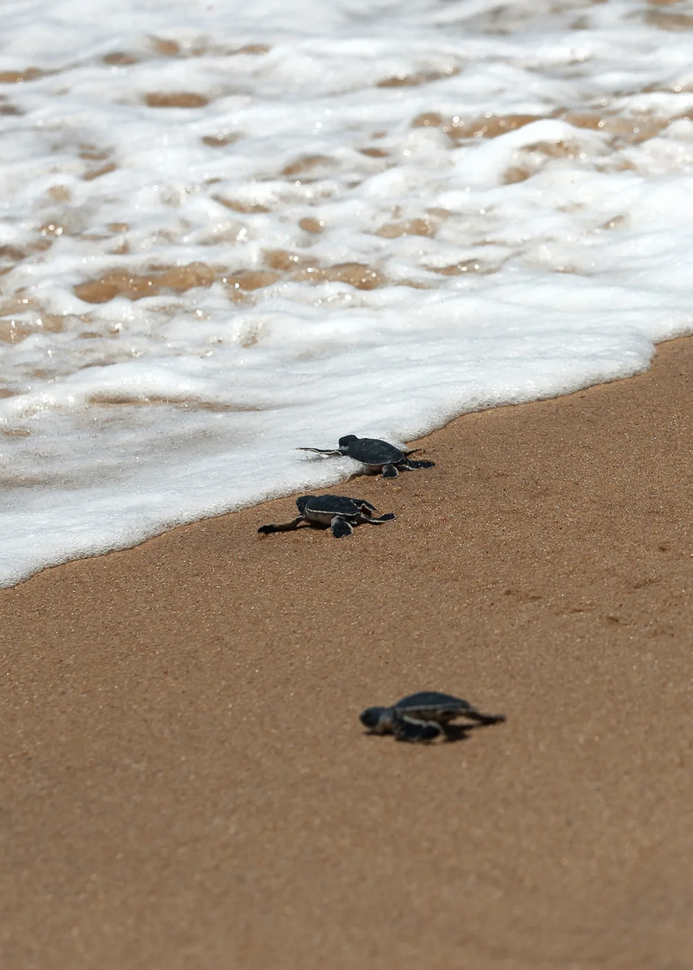 ANI Sri Lanka - Wellness - Guest Privileges - Ayuverada Treatment