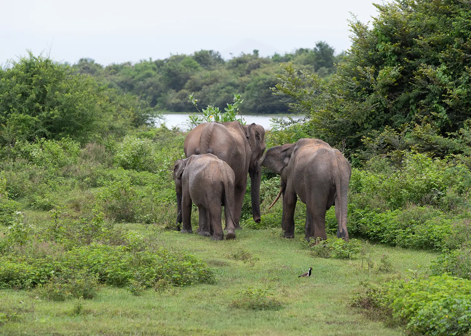 ANI Sri Lanka - Wellness - Guest Privileges - Ayuverada Treatment